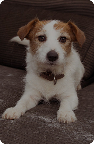 Cão com queda de pelo excessiva