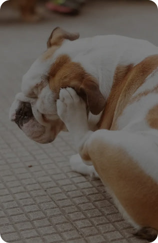 Cão se coçando por alergia de pele