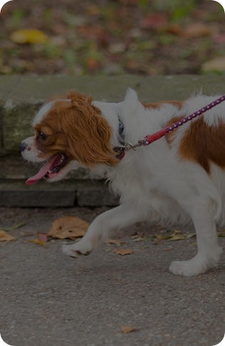 Cão com dificuldade para caminhar